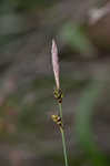 Blue Ridge sedge